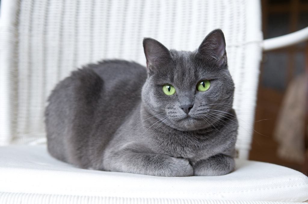 Russian Blue Cat on a chair