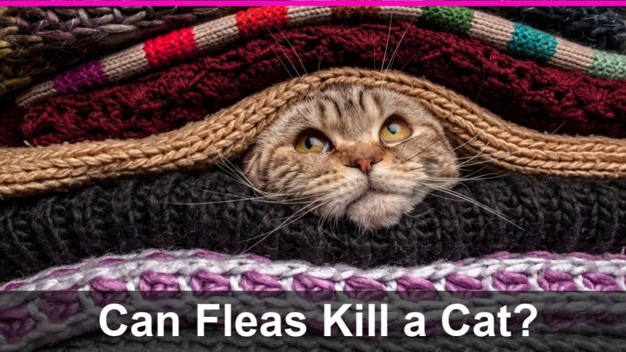 Can Fleas Kill a Cat? The Dangers of Fleas to Felines