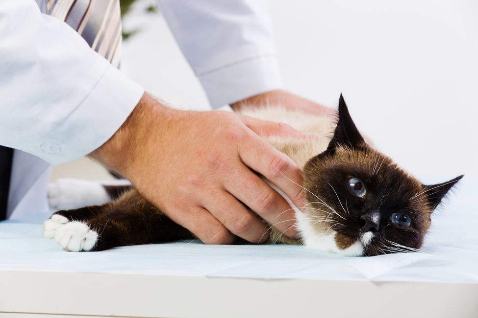 Vet hands holding cat on table