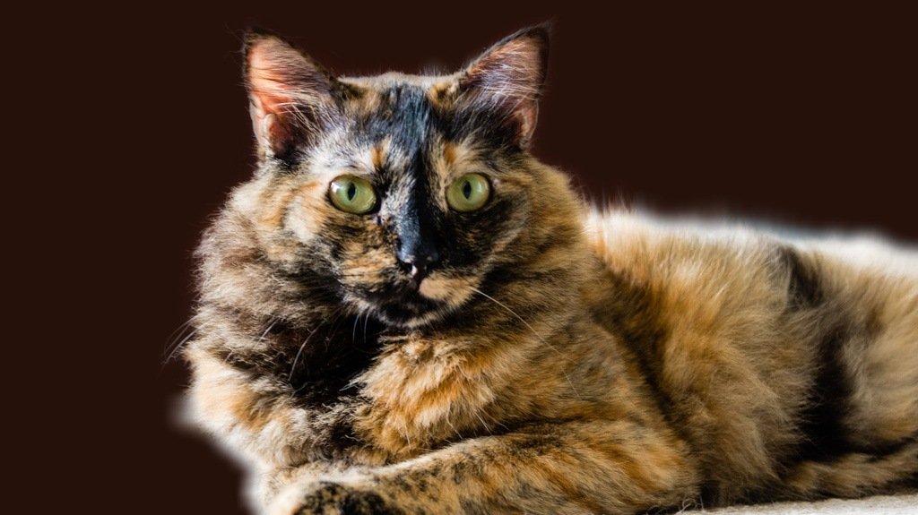 Portrait of a cat with Chimera color lies on a carpet