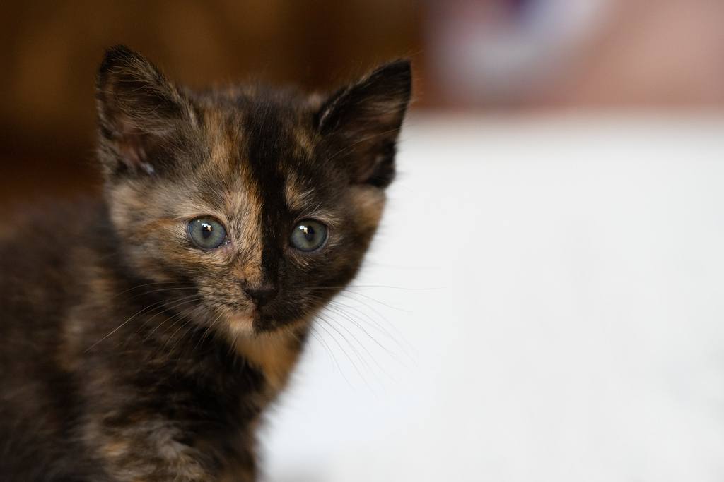 Cute little calico kitten with blue eyes is sitting on the floor.