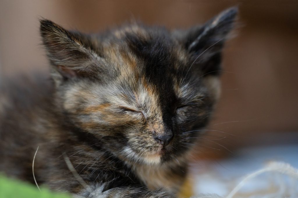 Cute little calico kitten is sitting on the floor sleeping