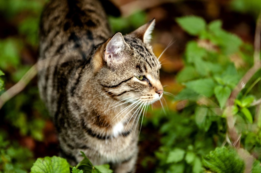 American Bobtail