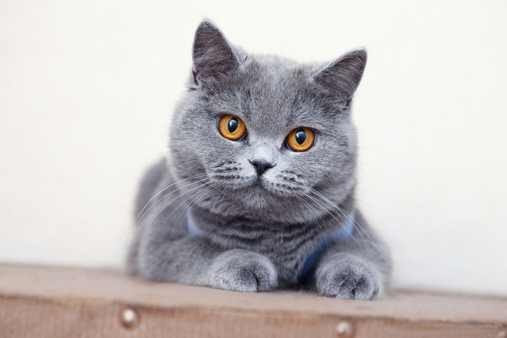 Britisn Shorthair