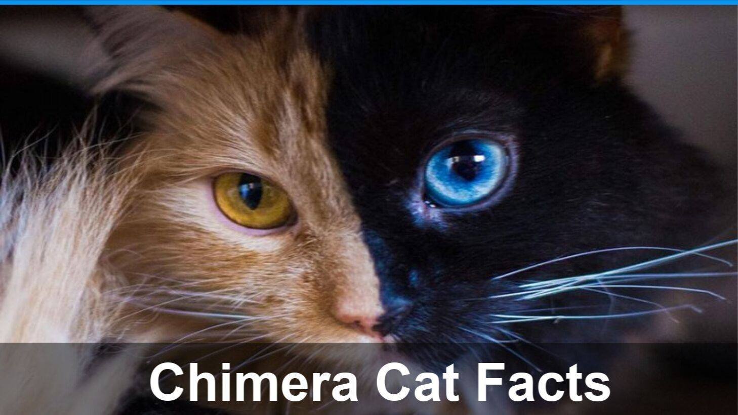chimera cat with one brown and one blue eye