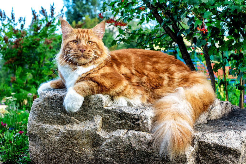 The 10 Largest Cat Breeds Ranking The Biggest Domestic Cats 2023 