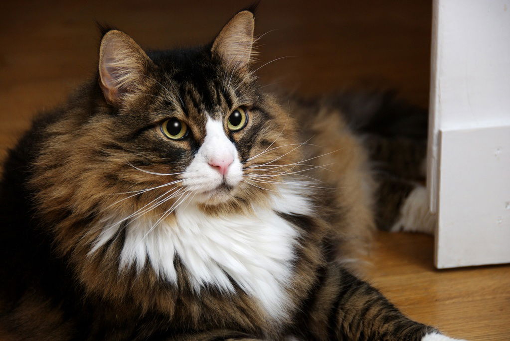 Norwegian Forest Cat