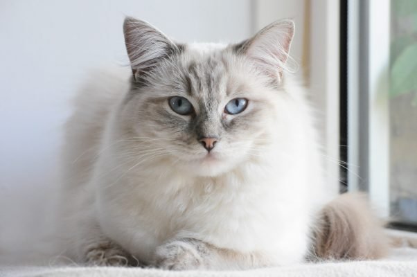 The 10 Largest Cat Breeds - Ranking The Biggest Domestic Cats