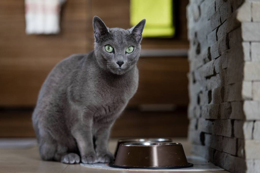 Rusian blue cat by food bowl
