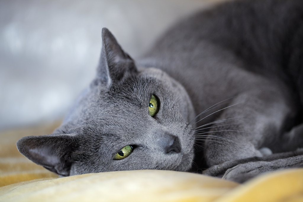 Russian Blue Cat Lying Down