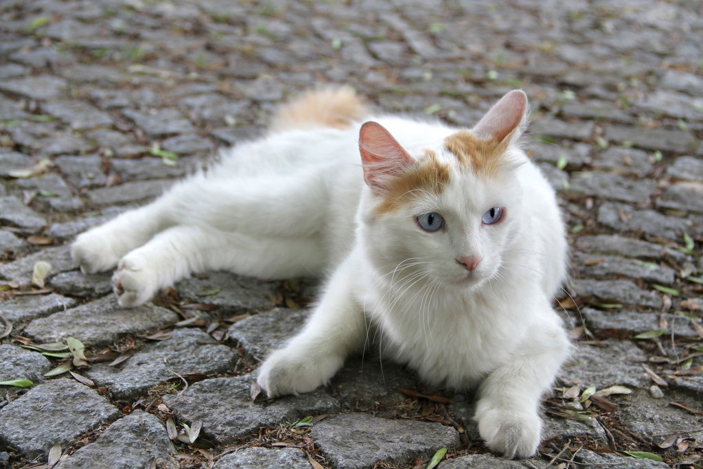 Turkish Van