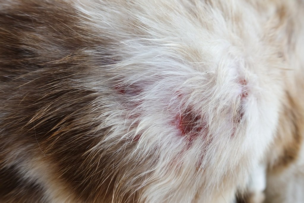 Cat Abscess On Skin
