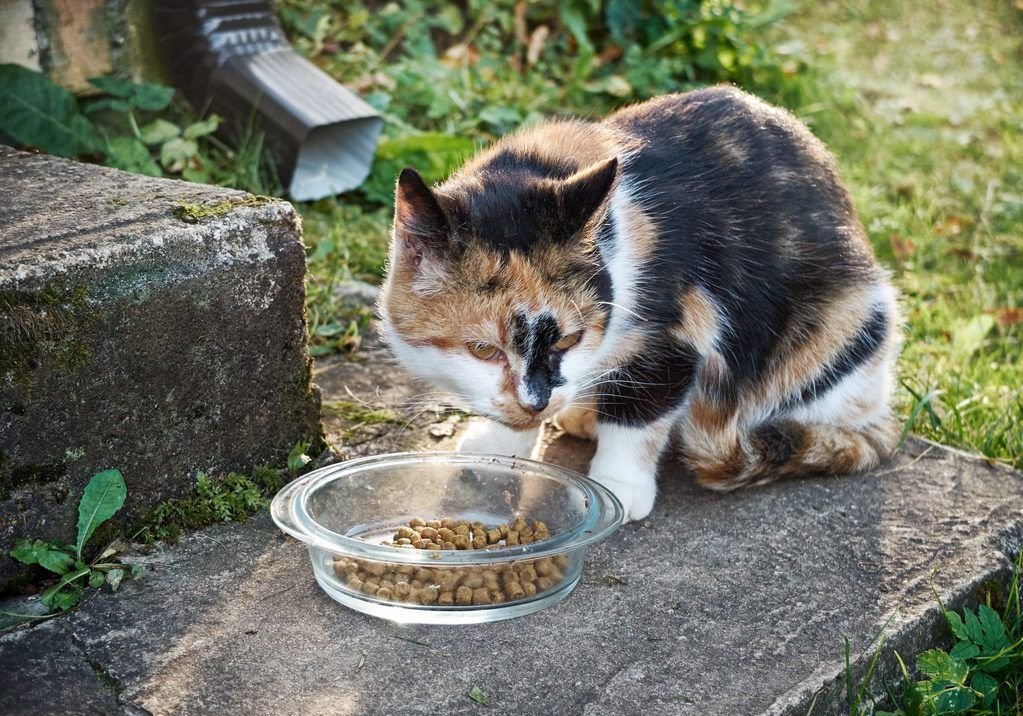 Feeding Feral Cat