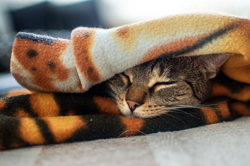 Cat sleeps under outlet covers