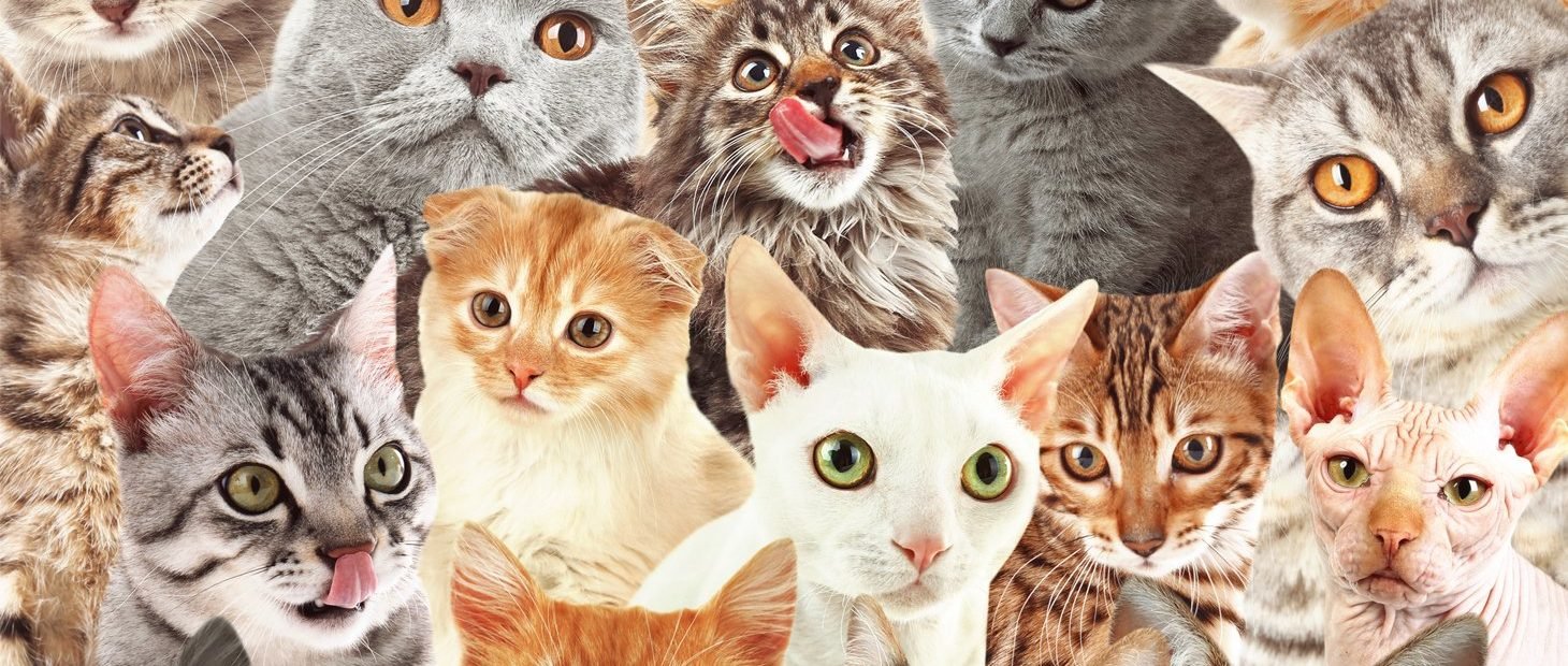 The Ultimate Guide To Different Cat Breeds 100 Feline Breeds