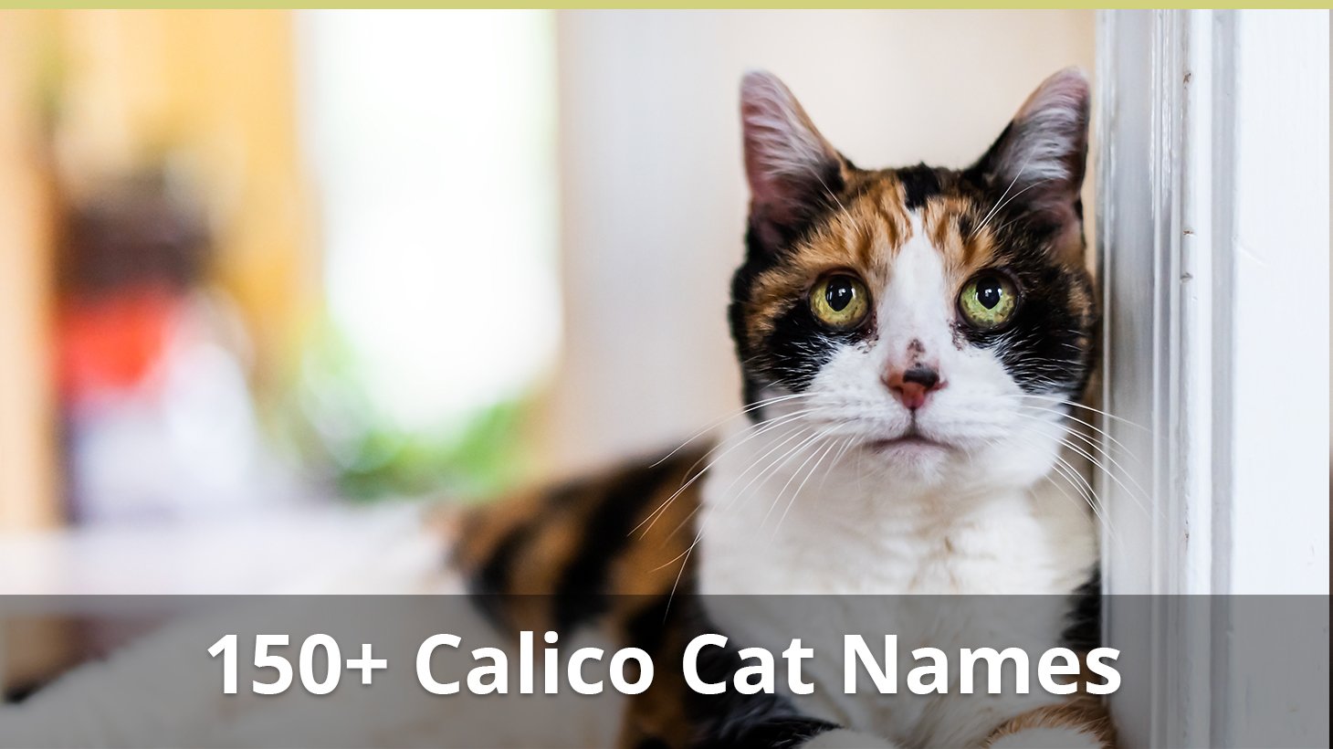 150 Best Calico Cat Names For The Cat You Love Catological